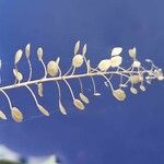 Lepidium virginicum Fruit