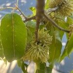 Quercus acutissima Fruit