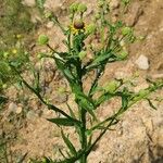 Helenium microcephalum Кветка