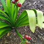 Clivia nobilis Vaisius