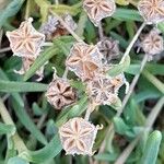 Delosperma cooperi Fruto