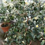 Camellia oleifera অভ্যাস