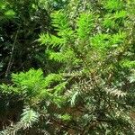 Torreya nucifera 叶