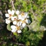 Pyrus bourgaeana Flower