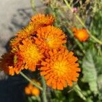 Pilosella guthnikiana Flower