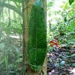 Aspidosperma desmanthum Hoja