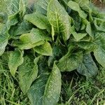 Arum italicum x Arum maculatum Hoja