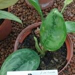 Aglaonema nitidum Leaf