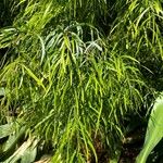 Acacia cognata Fuelha