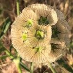 Lomelosia stellata Blüte