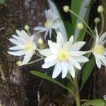Drimys granadensis Λουλούδι
