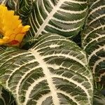 Aphelandra squarrosa 葉