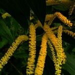 Acacia auriculiformis Flower