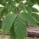 Acer cissifolium ഇല