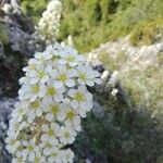 Saxifraga longifolia Λουλούδι