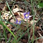 Nemastylis geminiflora Hábito