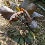 Acalypha wilkesiana Leaf