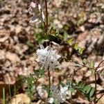 Vicia caroliniana 花