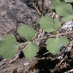 Lomatium howellii Leaf