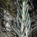 Helianthemum syriacum Lapas