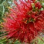 Callistemon linearifolius Flor