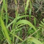 Setaria parviflora 叶