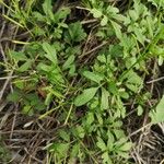 Cardamine bonariensis Leaf