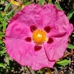 Cistus ladaniferപുഷ്പം