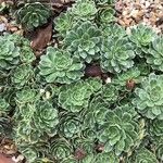 Saxifraga paniculata Blatt