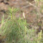 Pinus taeda Leaf