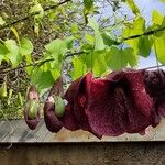 Aristolochia littoralis Habitus