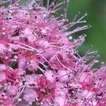 Spiraea douglasiiFlower