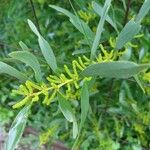 Acacia longifolia Blatt