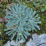 Saxifraga longifolia عادت