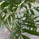 Filicium decipiens Leaf