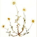 Anthemis arvensis Kwiat