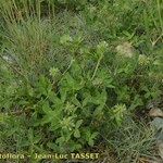 Trifolium retusum Habit