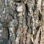 Liquidambar styraciflua Bark