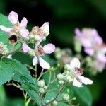 Rubus ulmifolius Fleur