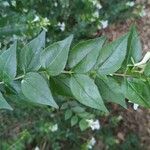 Abelia × grandiflora Blad