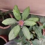 Rauvolfia serpentina Hoja