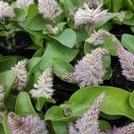 Ptilotus extenuatus Hábito