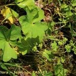 Alchemilla coriacea Habit