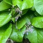 Trachystemon orientalis Folha