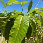 Alstonia macrophylla برگ