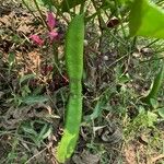 Canavalia gladiata Fruit