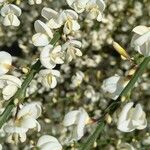 Cytisus multiflorus Flower