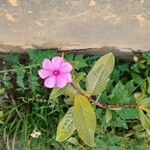 Catharanthus roseus Kwiat