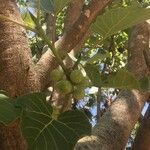 Ficus abutilifolia Кора