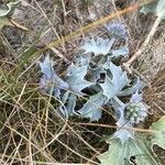 Eryngium maritimum आदत